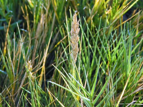 Distichlis spicata