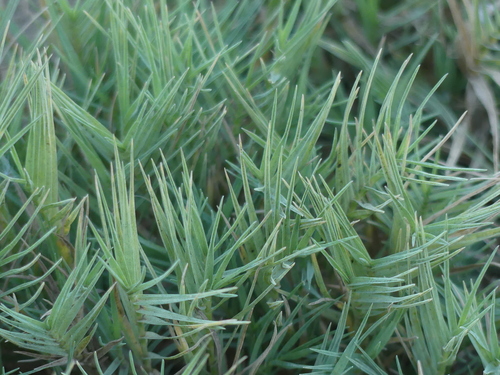 Distichlis spicata