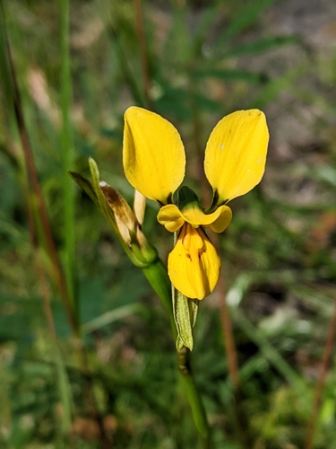 Diuris aurea