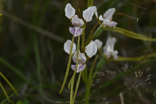 Diuris punctata