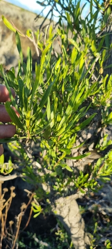 Dodonaea angustifolia