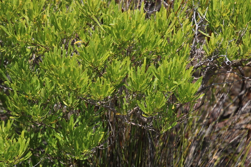 Dodonaea angustifolia