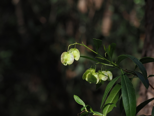 Dodonaea triquetra