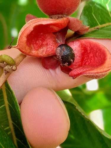 Doliocarpus major