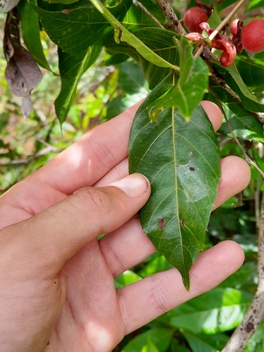 Doliocarpus major