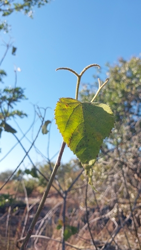 Dombeya acutangula