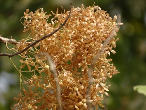 Dombeya quinqueseta