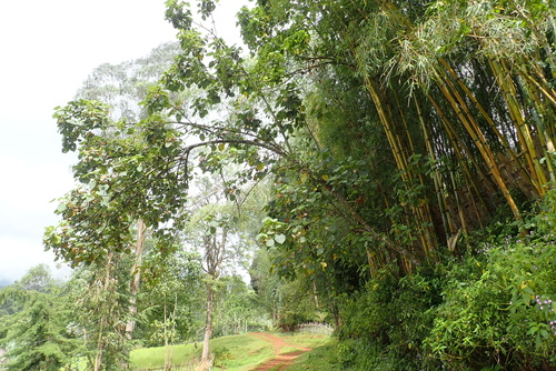 Dombeya torrida