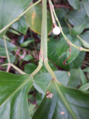 Donax canniformis