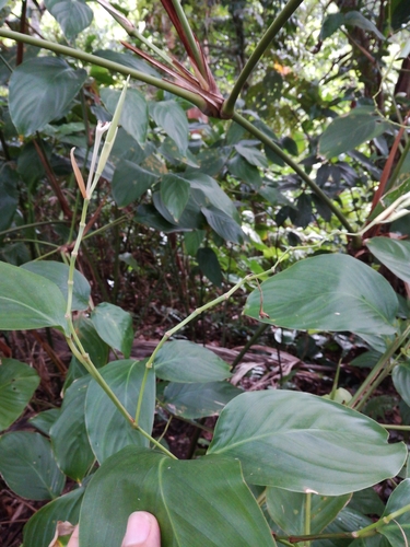 Donax canniformis
