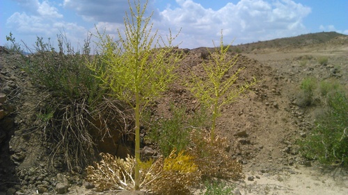 Dorema ammoniacum