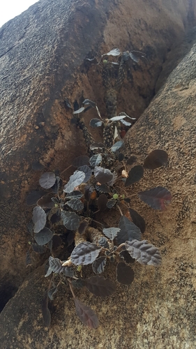 Dorstenia foetida