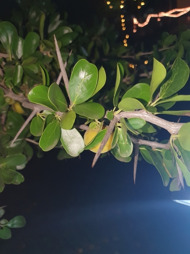 Dovyalis caffra