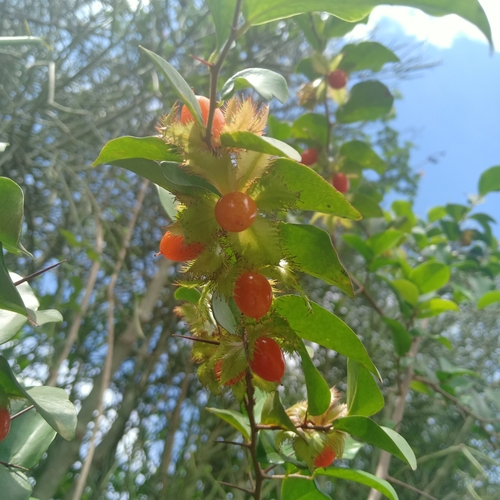 Dovyalis macrocalyx