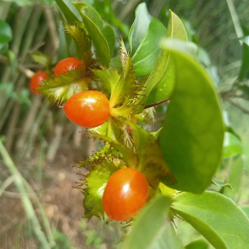 Dovyalis macrocalyx