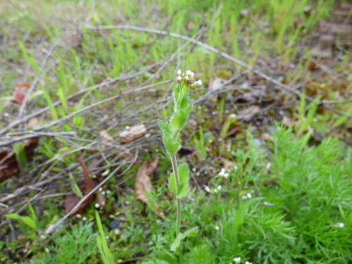 Draba muralis