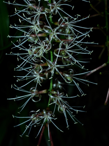 Dracaena angustifolia