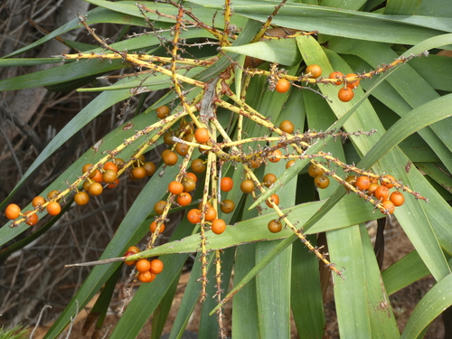 Dracaena draco