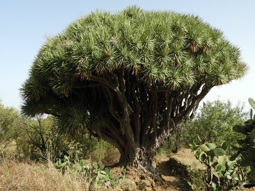 Dracaena draco