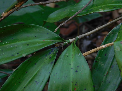Dracaena elliptica