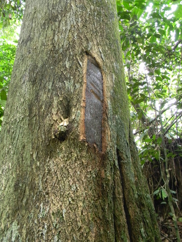 Dracaena mannii