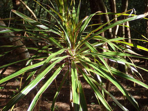 Dracaena reflexa