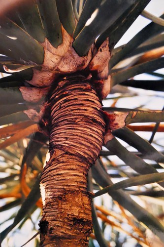 Dracaena schizantha