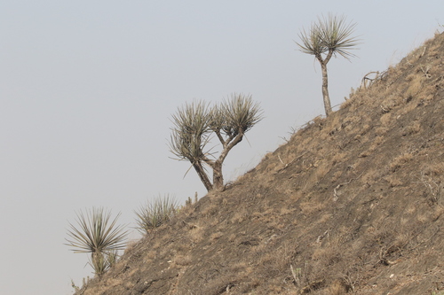 Dracaena serrulata