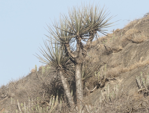 Dracaena serrulata
