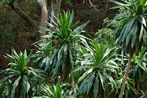 Dracaena steudneri