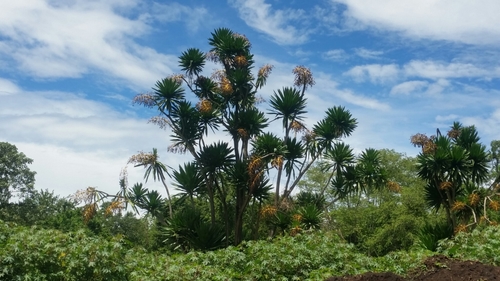 Dracaena steudneri