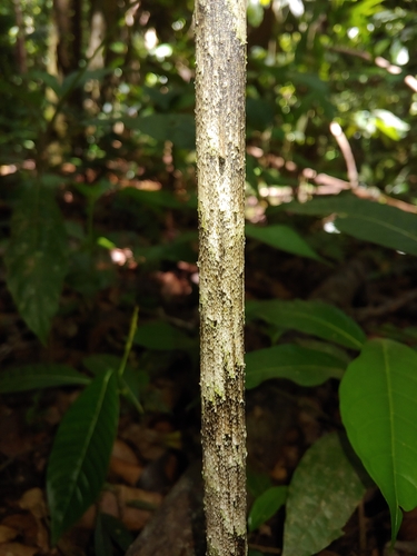 Dracontium asperum