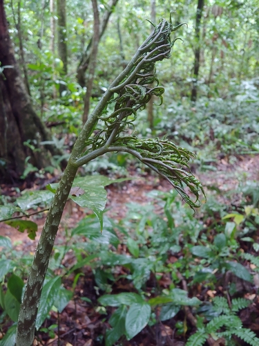 Dracontium asperum