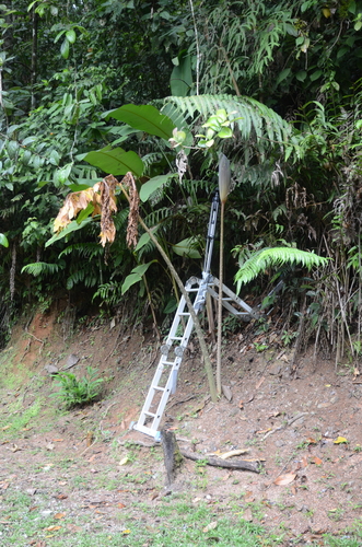 Dracontium pittieri