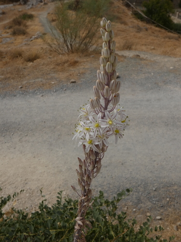 Drimia maritima