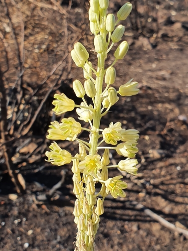 Drimia maritima