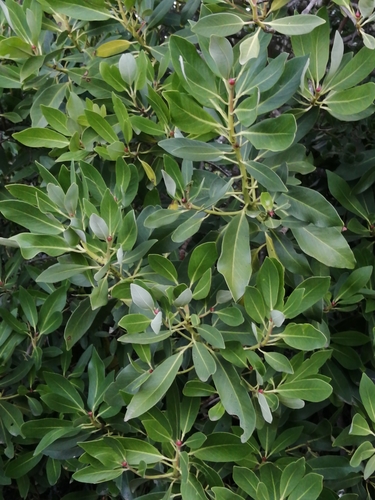 Drimys winteri