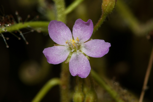 Drosera indica