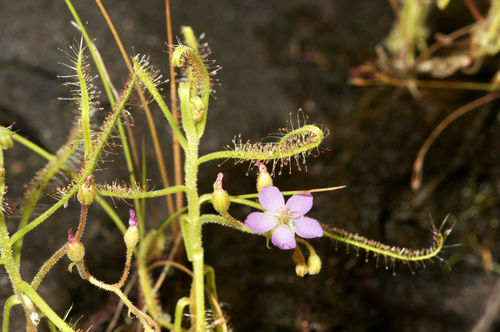 Drosera indica