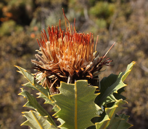 Dryandra quercifolia