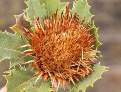 Dryandra quercifolia
