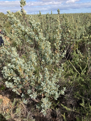 Dryandra sessilis