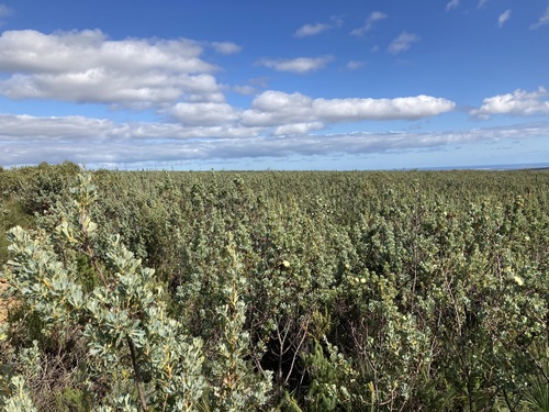 Dryandra sessilis