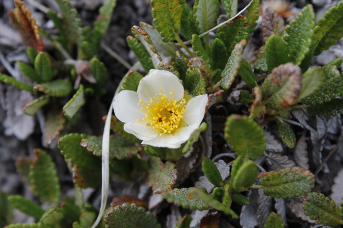 Dryas octopetala