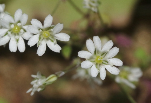Drymaria gracilis
