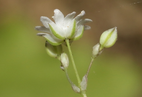 Drymaria gracilis