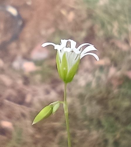Drymaria malachioides