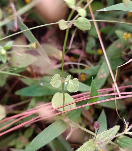 Drymaria malachioides