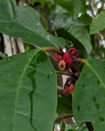Drymonia coriacea