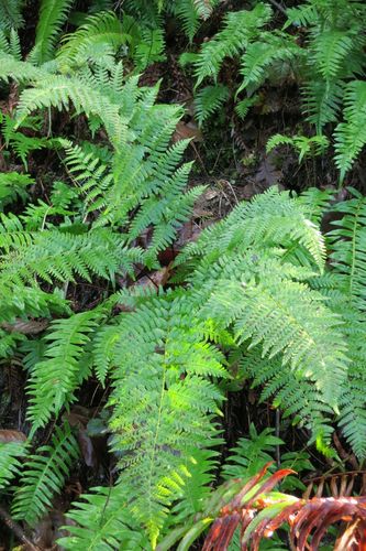 Dryopteris arguta